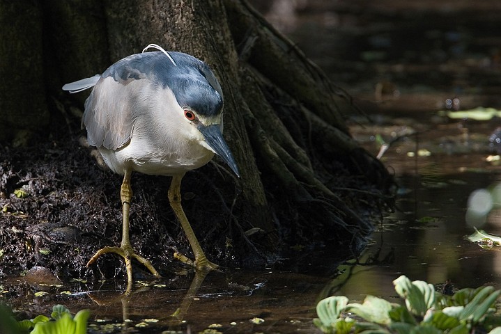 Nachtreiher Nycticorax nycticorax Night Heron